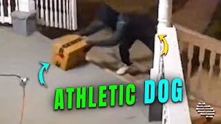 Porch Pirate Going over a Fence