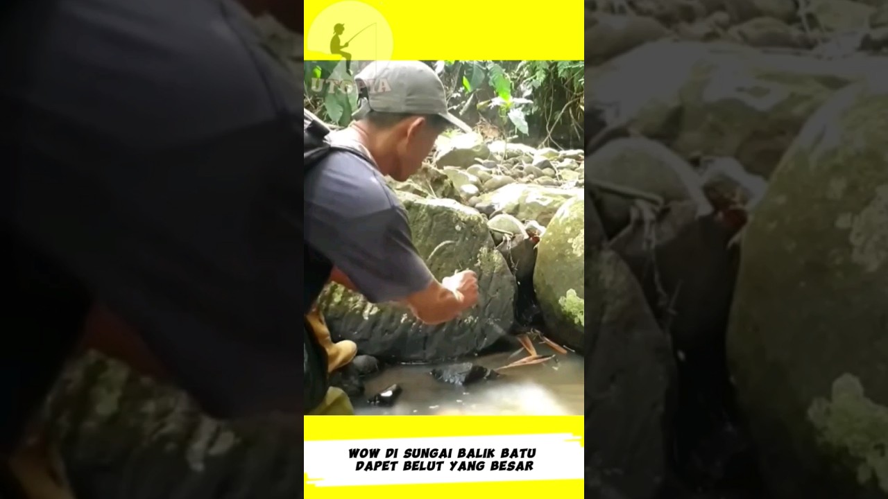 Berhasil Mancing Belut Sungai Di Bawah Bebatuan Besar 