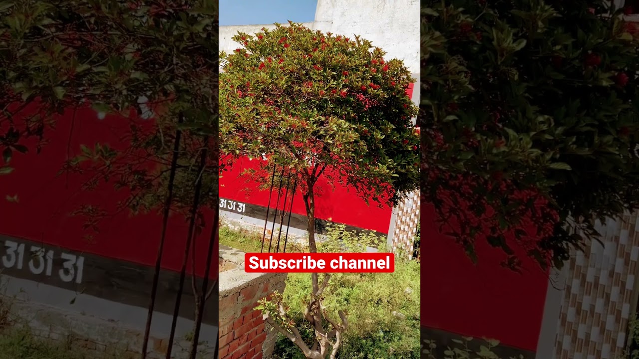 HAMELIA FOR HOME GARDEN|| HAMELIA FLOWER PLANT || HOW TO CARE HAMELIA PLANT || हमेलिया प्लांट ||