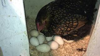 Let's Hatch Out Turkey Poults Under A Chicken . Let S Hatch These Turkey Eggs