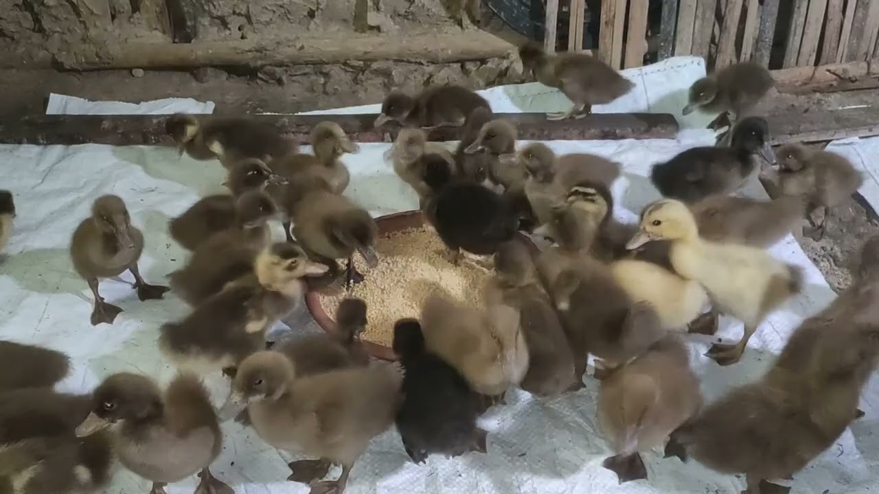 Dasi Has Palon  ||  দেশি হাঁসের বাচ্চা || Lal Sobuj Present 