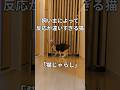 【ねこじゃらし】飼い主によって反応が違いすぎる猫#ねこ #かわいい #保護猫と暮らす #違う #そうじゃない