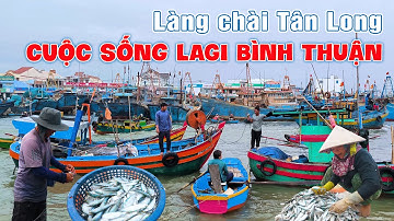⚓️Quá Khủng Hàng Ngàn Tạ Cá Trích Bội Thu Làng Chài Tân Long, Cảng Cá Lagi
