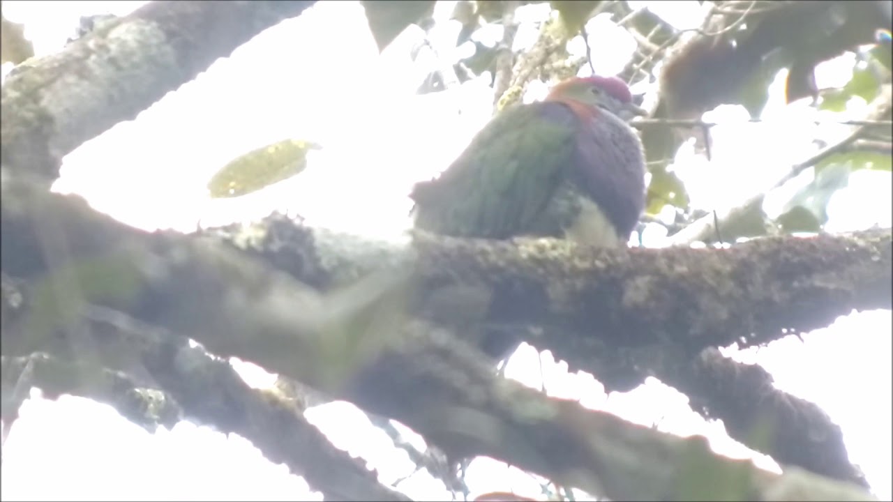 Superb Fruit Dove