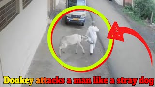 Donkey attacks a man like a stray dog!!! by Paws Channel 2,832 views 10 days ago 5 minutes, 22 seconds