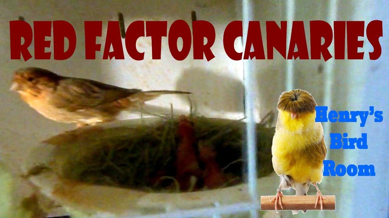 Red Factor Canaries | Henry's Bird Room Tips & DIY Info for Bird Breeders