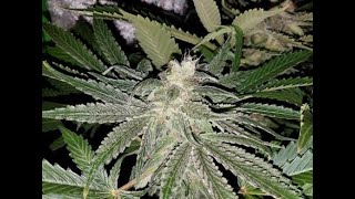 Cali Connection Girl Scout Cookies 2