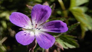 Tchaikovsky ~ Waltz Of The Flowers