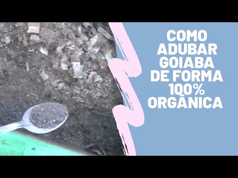 Como adubar goiaba Amarela orgânica?