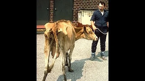 Como tratar anemia na vaca?