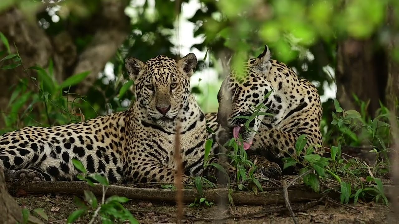 JAGUAR SAFARI - Pantanal, Brazil - PART 4 - FINAL | Guests: Kevin Richardson and Cameron Scott