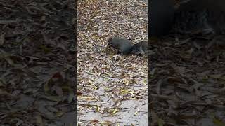 Squirrel playing in Kariya Park Mississauga Toronto