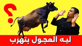 هروب عجل العيد و ليه العجول بتهرب؟