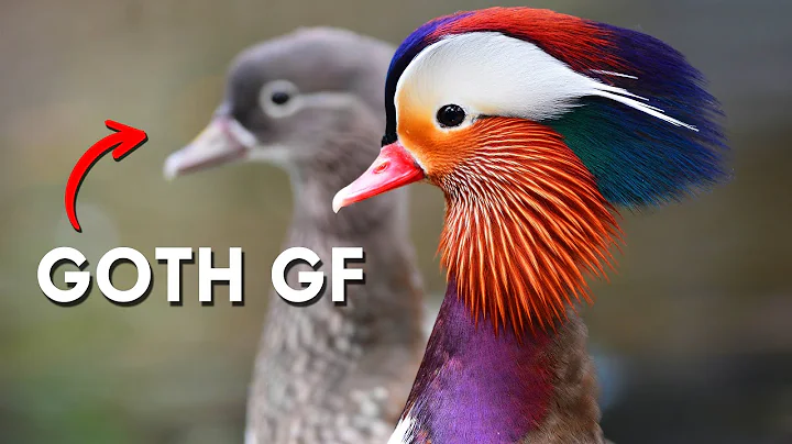 Behind Every Mandarin Duck Drake Is A Goth GF - DayDayNews