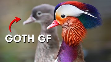 Behind Every Mandarin Duck Drake Is A Goth GF
