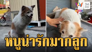 น้องหมูยอ ชิวาวา 2 ขา น่ารักน่าเอ็นดูคนแห่ยื่นมือช่วย | ข่าวอรุณอมรินทร์ | 10/5/67