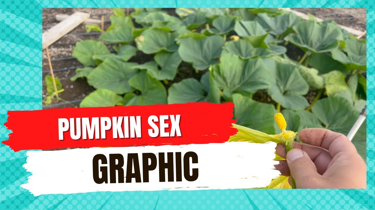 Giant Pumpkin Pollination YouTube