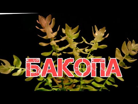 Видео: Бакопа Каролинска - усан санг чимэглэх