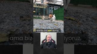 Biz Ona Jack Diyoruz Öpekadam Öpek Öpekler Öpekler