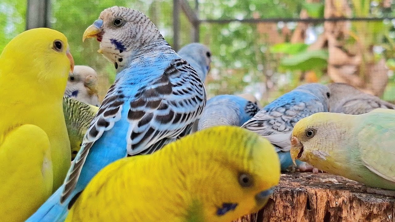 budgie sound for lonely budgie, budgie sing wonderful song. Did your bird like it and sing follow?