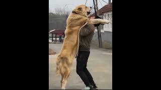 Central Asian Shepherd Biggest ferocious dog Alabai huge dog Giant dog
