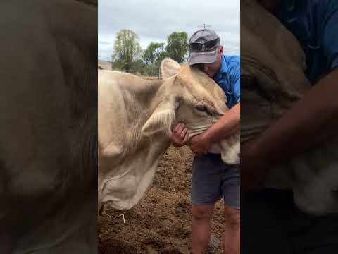 Queenslanders struggle to find farm fresh milk as dairies close | abc news