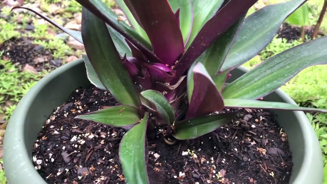 Good luck & herb oyster plant tshuaj muaj moo zoo tshuaj ntau yaam heev