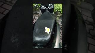 Download Lagu 🌸 “Beautiful Morning in Kuta with Flowers MP3 Download Lagu 🌸 “Beautiful Morning in Kuta with Flowers MP3
