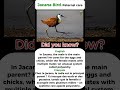 This Bird Dad Raises the Babies Alone" jacana bird."