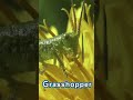 Learn &amp; Spell: Bugs, Insects, and Arachnids | Bee, Grasshopper | Learn &amp; Spell Animals