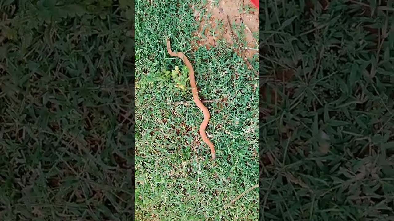 camera iphone 8 plus apk Red sand boa baby