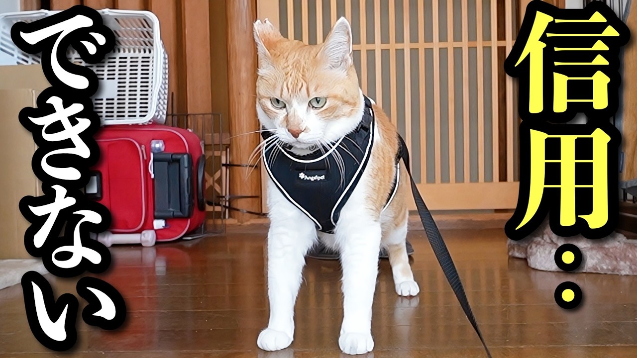 飼い主を信じられなくなりました‥