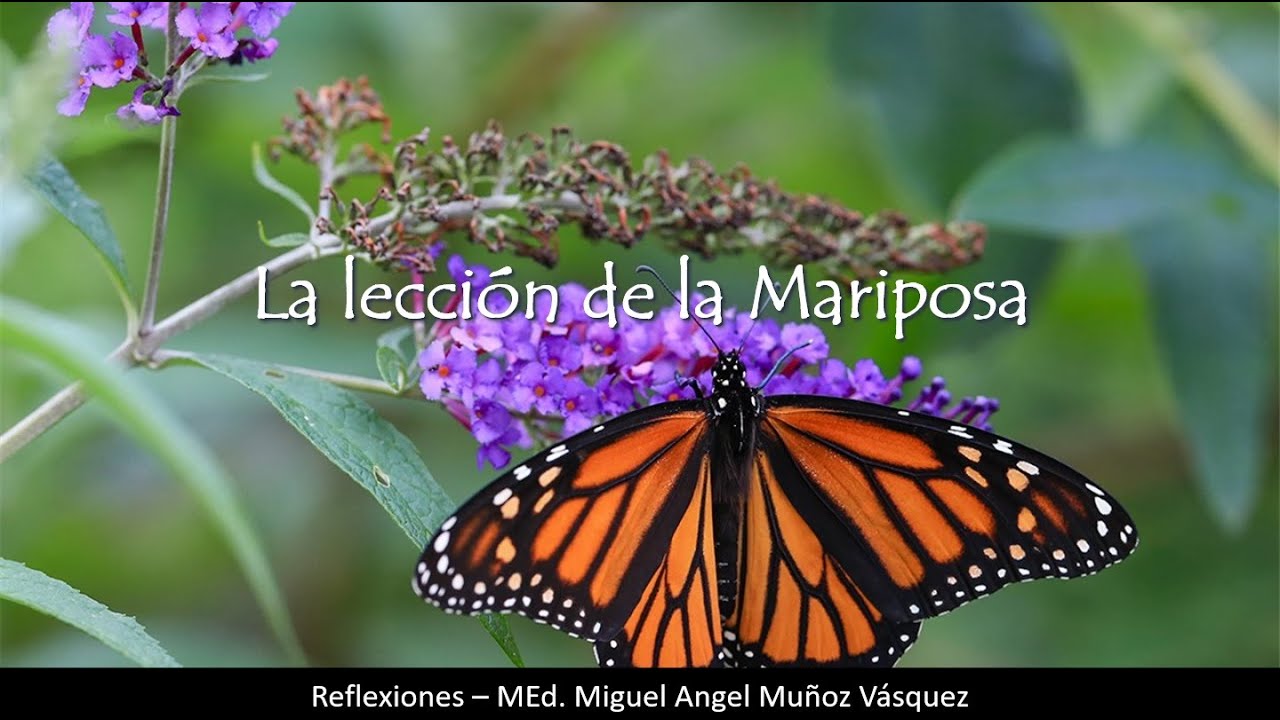 Reflexiones 05 La lección de la mariposa YouTube