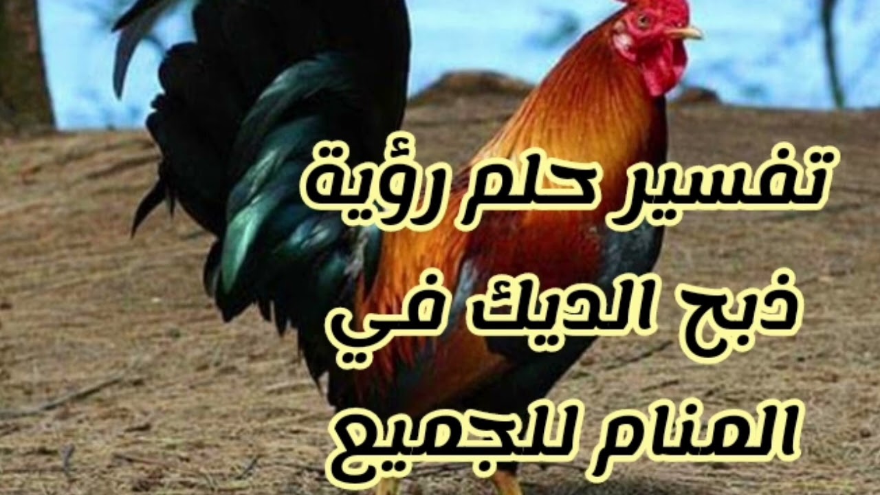 تفسير حلم رؤية ذبح الديك في المنام للجميع