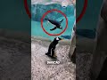O pinguim preso está pedindo ajuda 🐧🥹