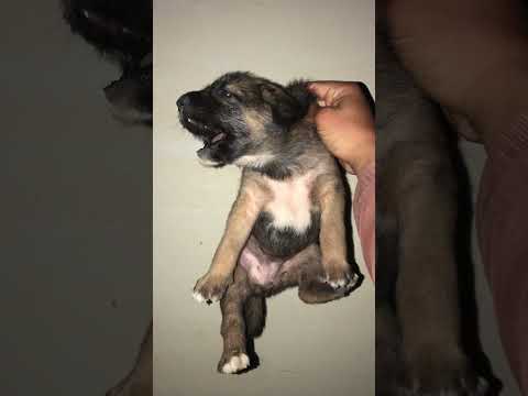 الكلب بيعيط وبيعوص وبيصاصي عايز يرضع