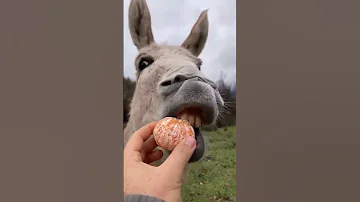 حمار ياكل برتقال حمار Donkey تربية الحيوانات فرس اصيل تربية الخيول 