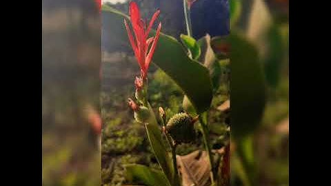 صوت من السماء (مجودة سورة القارعة) للقراء صهيب أبوجبل ❤