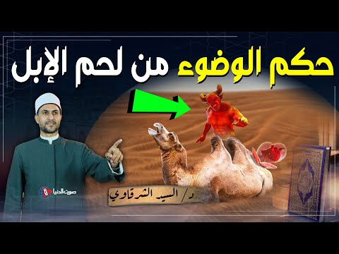 لماذا لحم الإبل ينقض الوضوء و لماذا أمرنا النبي بضرورة الوضوء بعد أكل لحمها