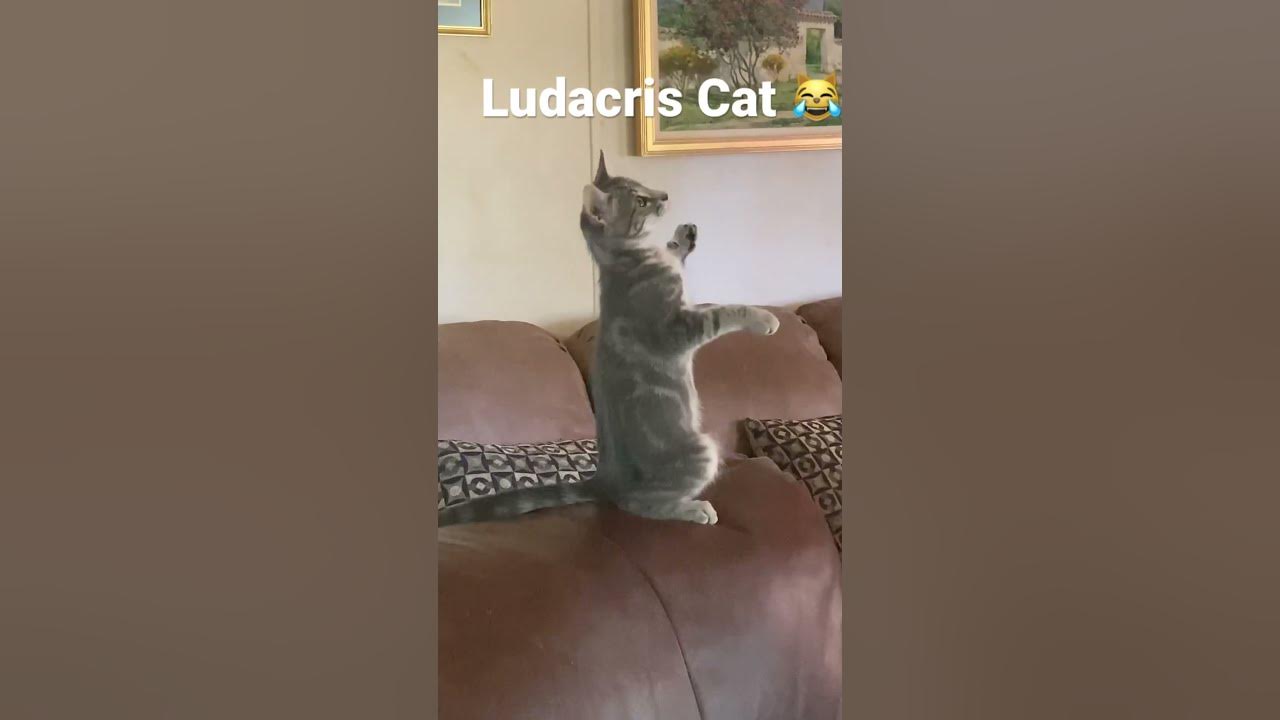 How long can your cat stand up? YouTube