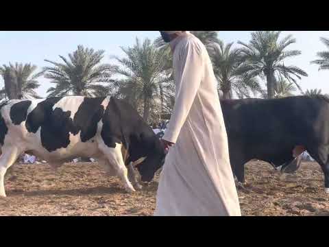فتاك شرار