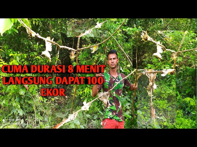 memikat burung di sore hari cuma 8 menit bisa dapat burung puluhan ekor class=