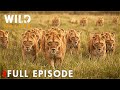 Ultimate Predators: When Lion Attack | FULL EPISODE | Nature Animal Documentary