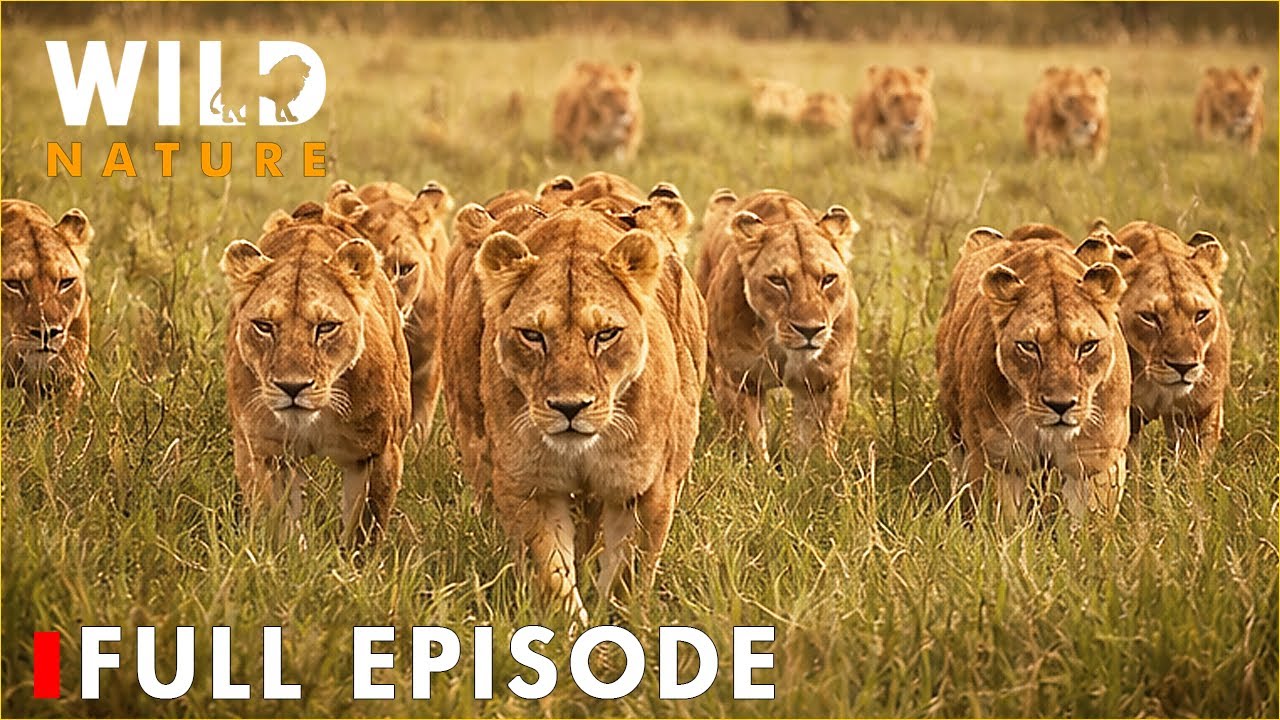 Ultimate Predators: When Lion Attack | FULL EPISODE | Nature Animal Documentary
