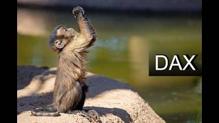 Dax Analyse 13.05.2026
