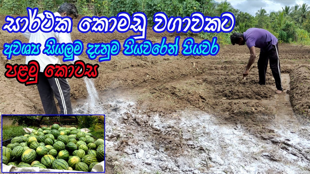 කොමඩු වගාව පියවරෙන් පියවර  | Complete Knowledge of Watermelon Cultivation |  komadu Wagawa