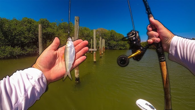 TARPON FISHING WITH ULTRA TINY MULLET IN MY GHEENOE!! 