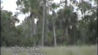 From smithsonian.com's story on dave shealy, florida's self-proclaimed
skunk ape expert:
www.smithsonianmag.com/science-nature/trail-floridas-bigfoot-skunk-a...