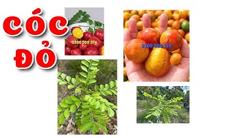 Cây Cóc đỏ | 0386569374 - Ngọc Ngân Bến Tre | Chuyên cây độc lạ