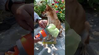 🐶 Dắt chó đi dạo mà không lo bẩn tay #dropshipping #petowner #dogpoop #petproducts